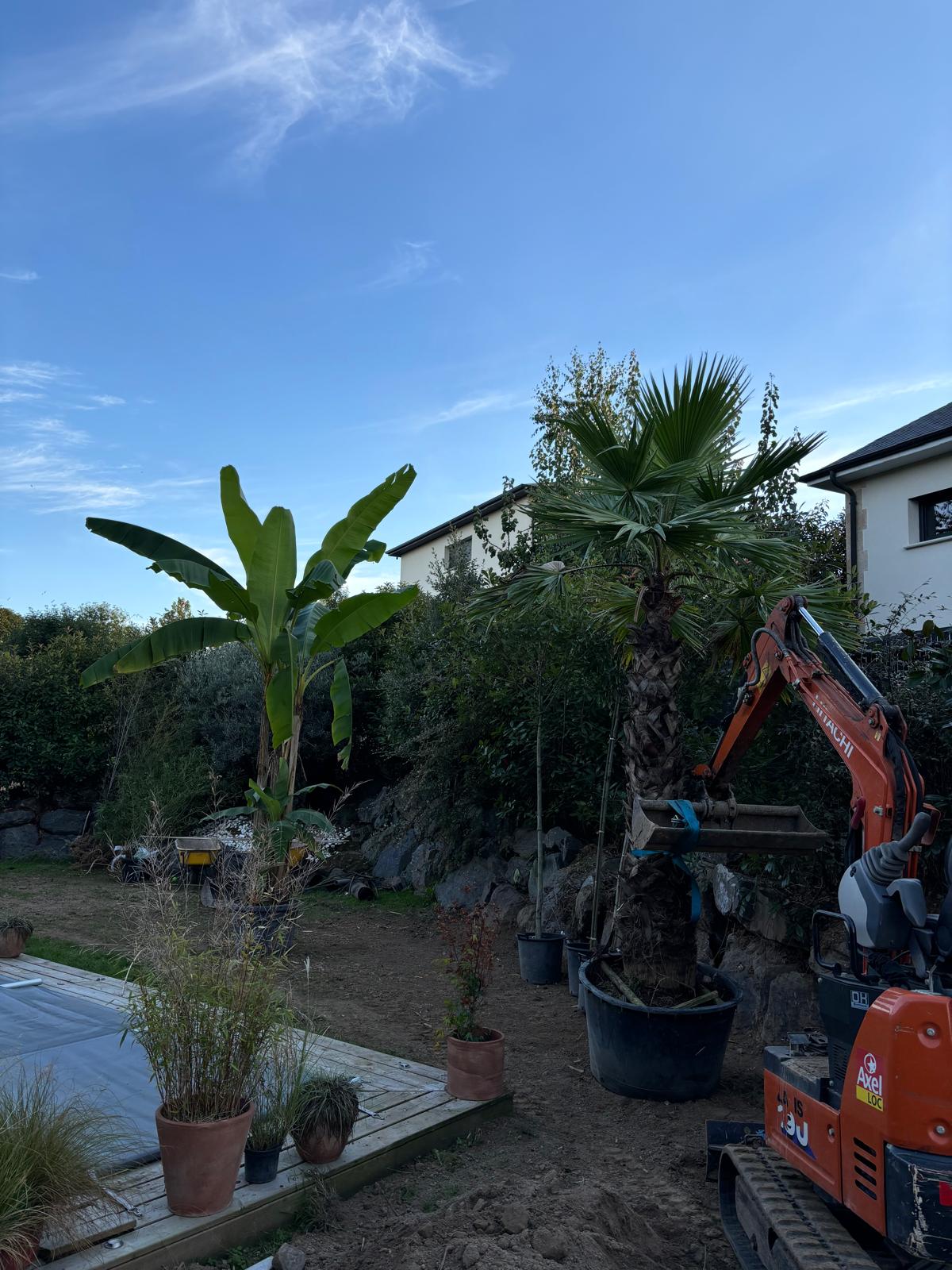 Plantation d'un palmier à la mini-pelle dans un jardin